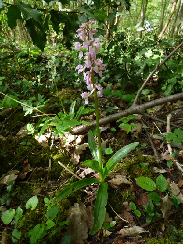 Orchis mascula 'rosea'